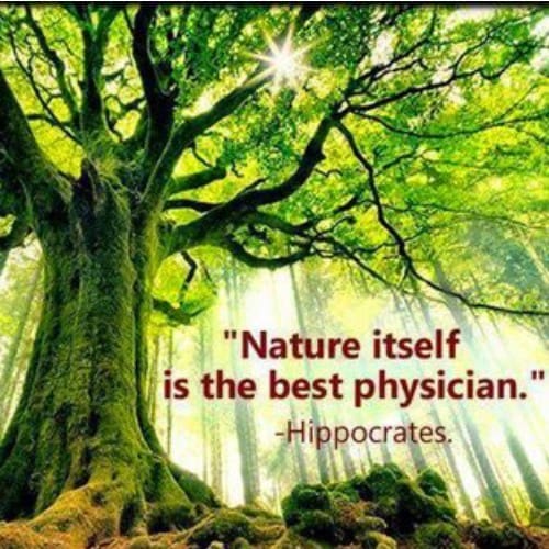 A tree with a quote about nature