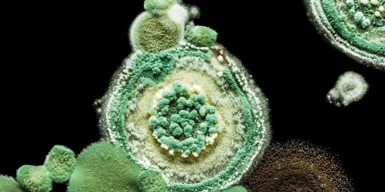 green-yellow-round-fungal-mold-on-a-heterogeneous-black-surface